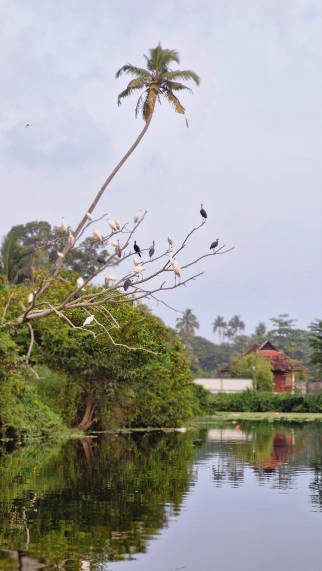 Bed and Breakfast Gypsea Marari Alappuzha Exteriér fotografie